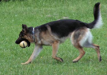 German Shepherd playing.