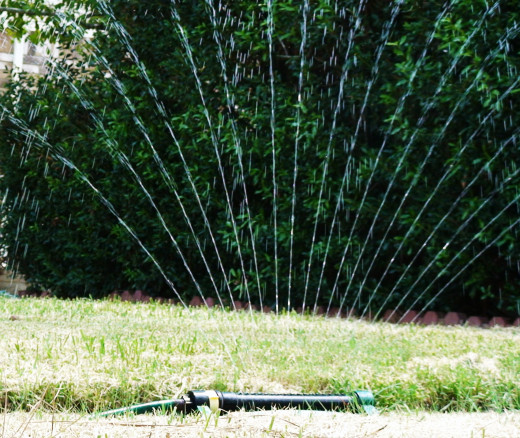 Watering during a dry spell is one of the lawn maintenance musts. 