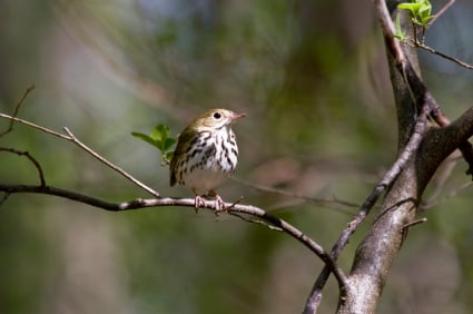 Ovenbirds return northward from the Caribbean, Mexico, Central and South America.