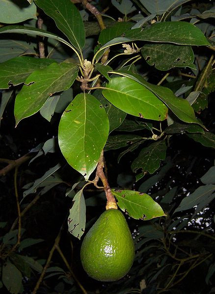 An Avocado Fruit