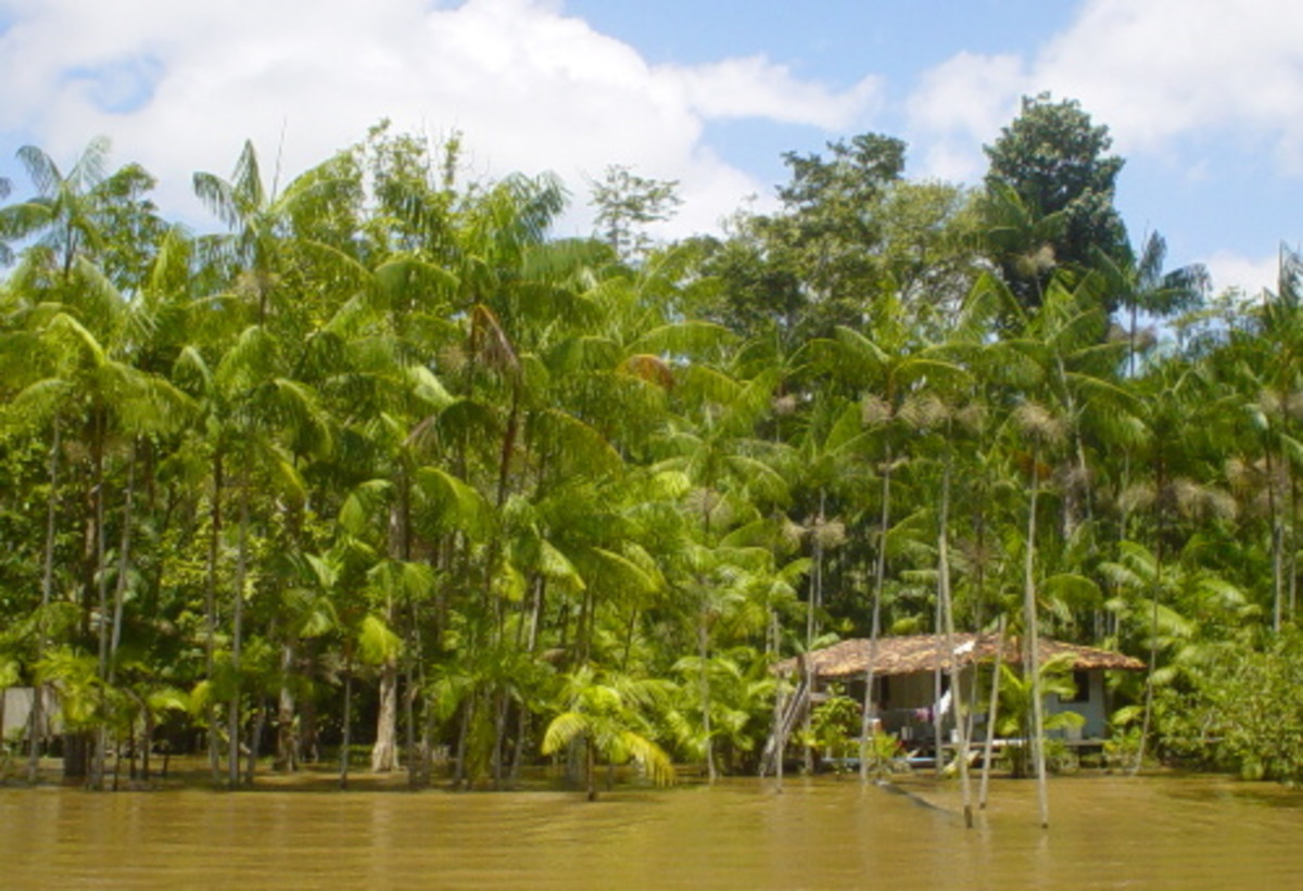 A grove of Acai palms in Brazil