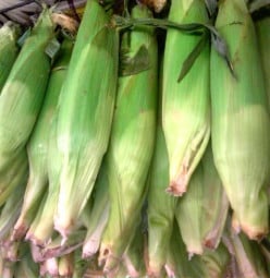Cooking Corn-on- the-Cob on the Grill