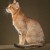 A Chausie can reach 30 pounds! A Chausie can reach 30 pounds!