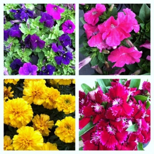 These are some of the annuals I planted in my garden this spring season.