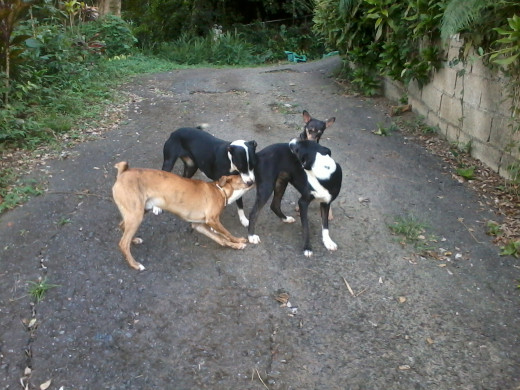 One of the father of the twin's puppies and our chiguagua trying his best to stay on line for his turn.