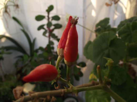 I grow my own chili. It's quite easy. Buy seeds (or just don't eat the whole pepper) and seed them.