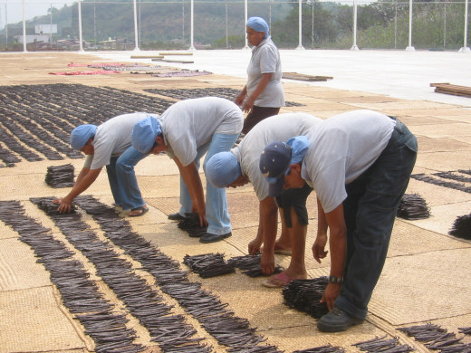 Vanilla Beans being placed on straw mats to dry, a process that takes months.