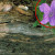 A selection of images from Wikimedia Commons - I've circled the focus of each image in red. A selection of images from Wikimedia Commons - I've circled the focus of each image in red.