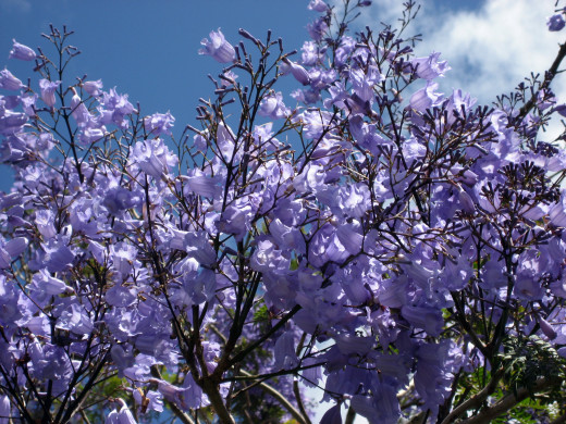 Flowers of the Jacaranda Tree, Auckland, New Zealand