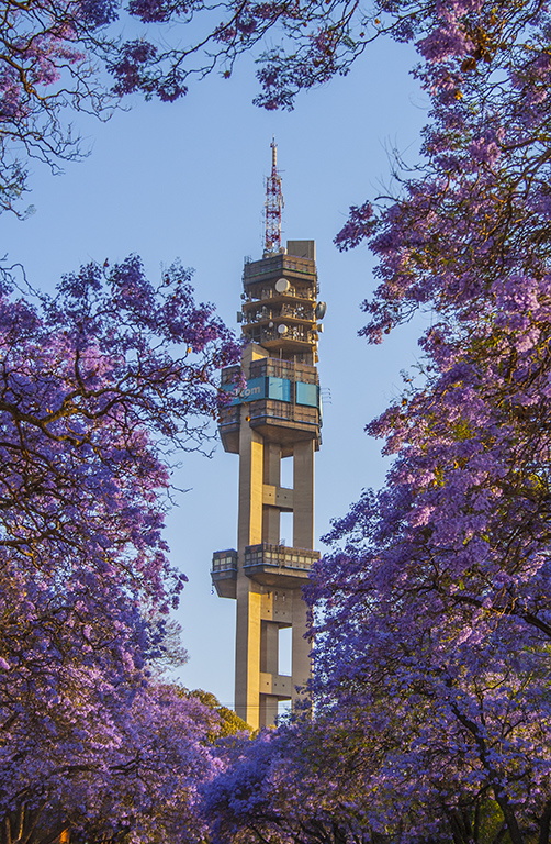 Jacaranda trees in Pretoria which covers Pretoria in a purple blanket during October, hence the name- Jacaranda city