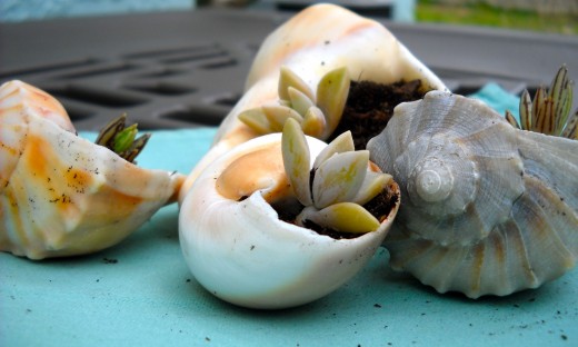 Succulents are unique plants that are easy to propagate. 