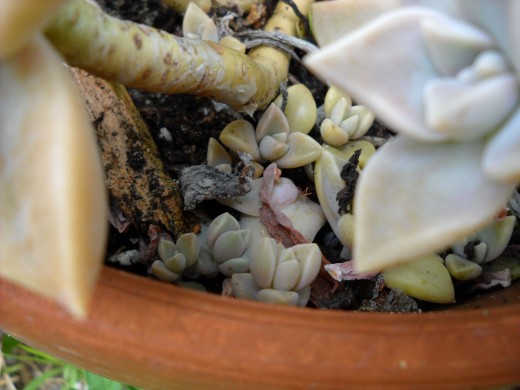Look for new succulent propagules at the base of the parent succulent