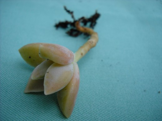 Carefully Remove the young Succulent from the soil