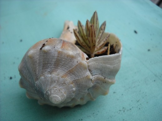 Succulent Growing in a Sea Shell