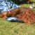Irish Setter Irish Setter
