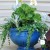 A two-tier pot at one week old. As the flowers grow, the inner pot will become completely obscured. A two-tier pot at one week old. As the flowers grow, the inner pot will become completely obscured.