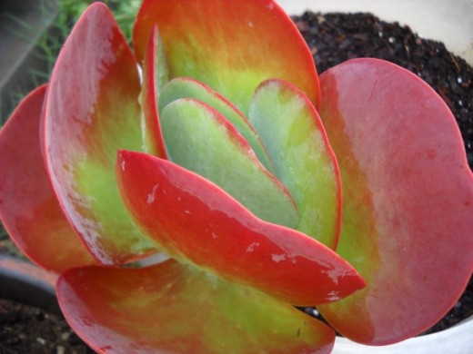 Red and Green Succulent