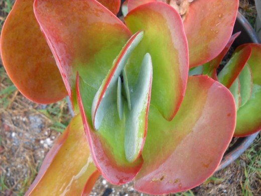 Red and Green Succulent II