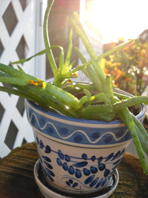 Aloe Vera, a succulent 