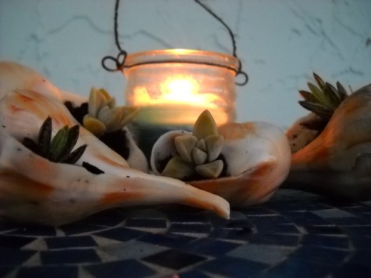 Succulent Arrangement 
