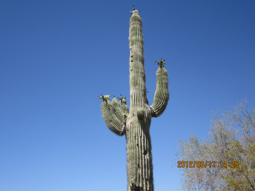 The Saguaro stands in spite of what God and Nature dish out. A lesson here, I think.