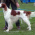 Irish red and white setter Irish red and white setter