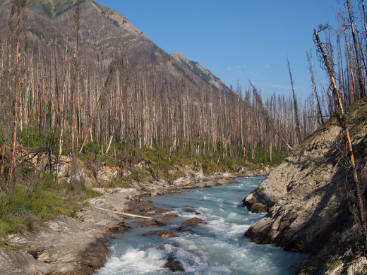 Forest fires have left their mark on Kootenay National Park. Extensive burn areas are visible from the highway as you approach the park gates.