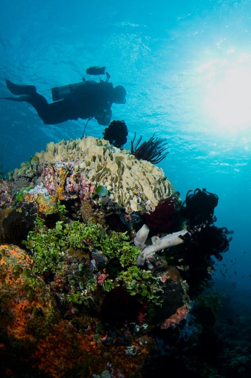 Alor, Eastern Indonesia: Underwater Heaven...