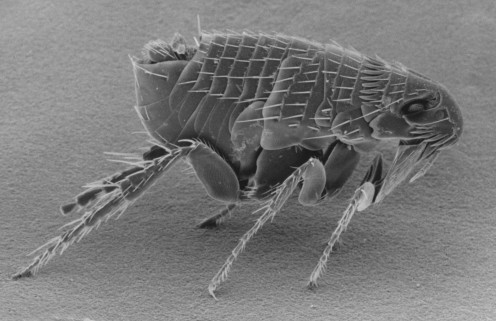 An Adult Flea