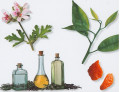Uses for essential oils for your body and home.