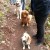 TrailDudes TrailDogs hiking along their friends. TrailDudes TrailDogs hiking along their friends.