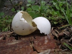 Eggshells - Not Just for Composting!