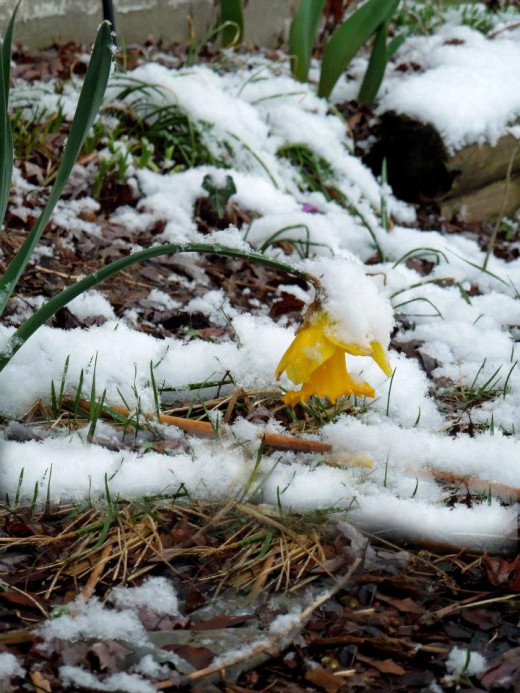 The Lonely Daffodil 