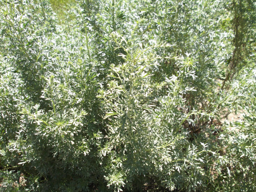 Wormwood is just one of the herbs that grows huge in my organic garden.