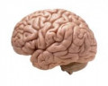 Psychological Stress Management