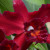 I absolutely love the deep rich color of this one. I absolutely love the deep rich color of this one.