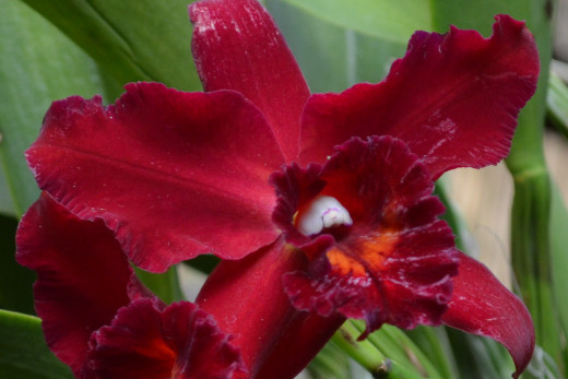 A lovely red, burgundy orchid.
