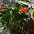 Red Orchid Plant. Red Orchid Plant.