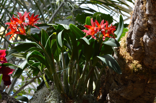 Red Orchid Plant.