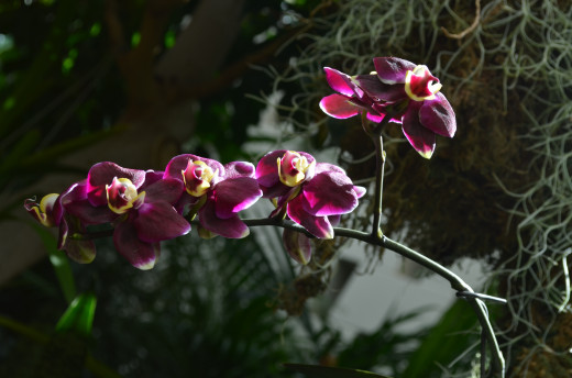 Deep purple and yellow orchid spray.  