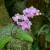 Another beautiful orchid plant. I love these orchids and love to photograph them. Another beautiful orchid plant. I love these orchids and love to photograph them.