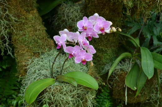 Another beautiful orchid plant.  I love these orchids and love to photograph them.