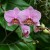 Another photo of purple with white, orchids. Another photo of purple with white, orchids.
