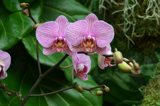 Another photo of purple with white, orchids.