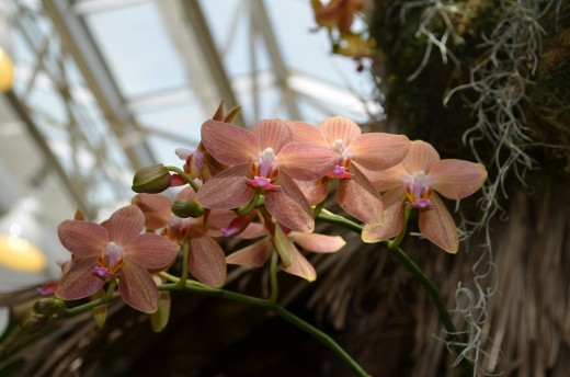 Orange and pink orchid spray picture. 