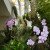 Picture of a larger arrangement of orchids, displayed in a beautiful way. Picture of a larger arrangement of orchids, displayed in a beautiful way.