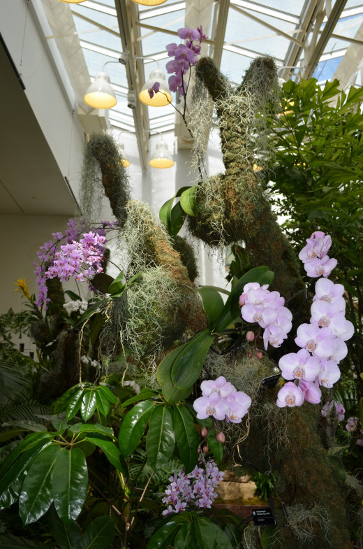 Picture of a larger arrangement of orchids, displayed in a beautiful way.