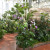 One of the huts in the orchid show display. It is a joy to look at all the orchids. One of the huts in the orchid show display. It is a joy to look at all the orchids.