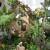 Madagascar Orchid Show display. Madagascar Orchid Show display.