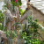 Madagascar orchid show display in St. Louis Missouri 2013. Madagascar orchid show display in St. Louis Missouri 2013.